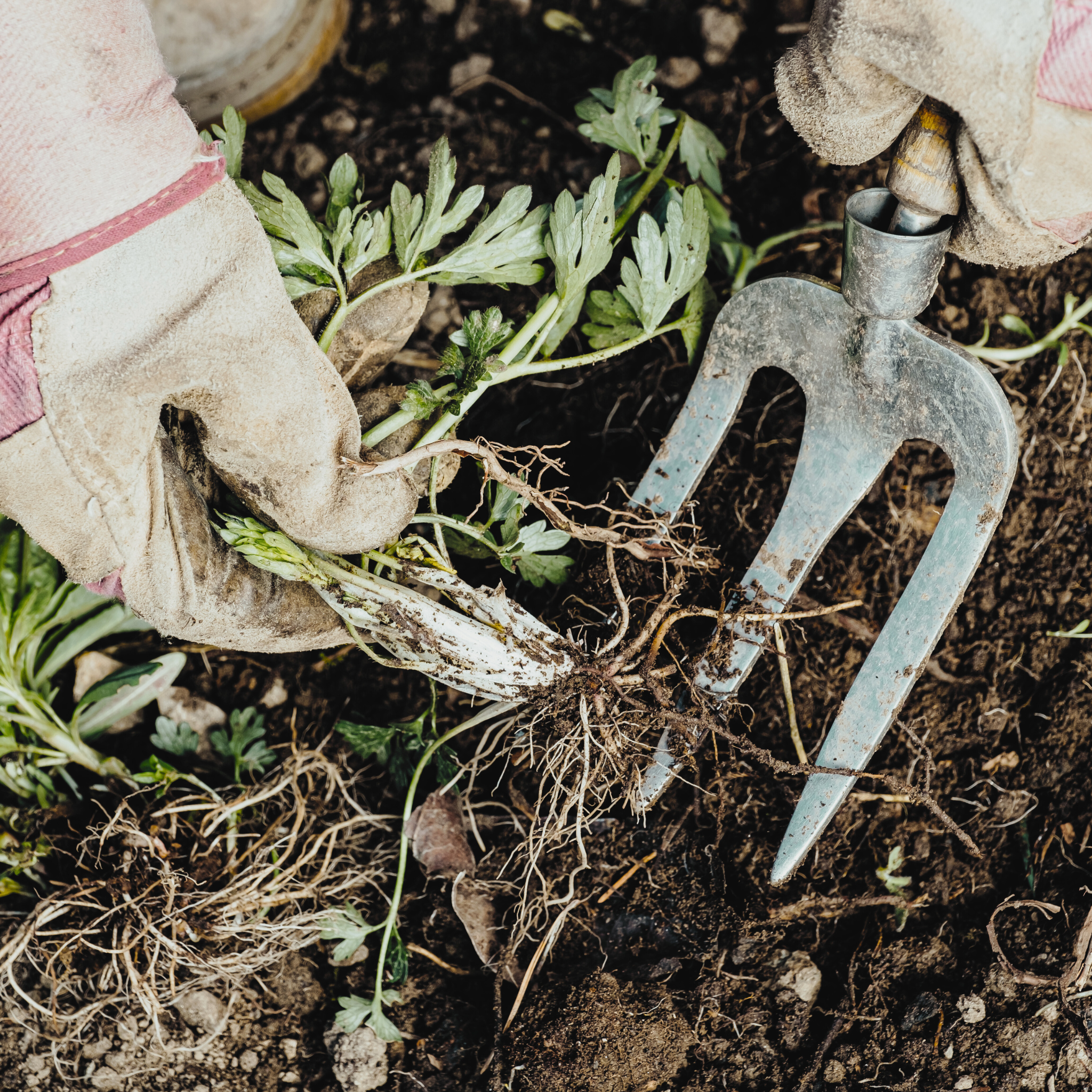 Professional garden bed weeding Western Suburbs Melbourne